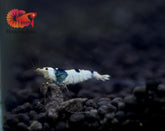 Pure Black Line PBL Caridina Shrimp - Grade SSS++